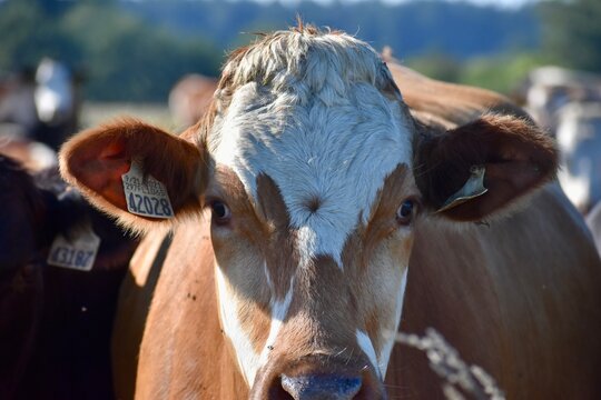 full portrait of a cow