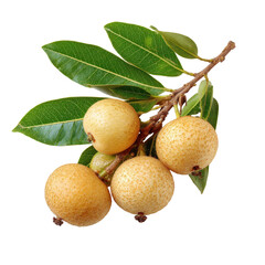 Fresh sapodilla fruit cluster with green leaves on a white background showcasing its natural texture and color