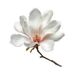 Naklejka premium Magnolia flower bloom with white petals and a hint of pink at the center on a branch during springtime in a garden setting