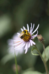 Bee on aster flower in Alaska