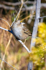 A Beautiful Close-Up Portrait of a Sparrow