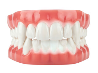 Obraz premium Human teeth model transparent background cutout png