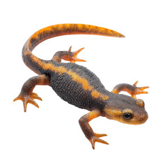 Obraz premium Colorful salamander exploring a rocky habitat near a forest stream during a sunny afternoon in early spring