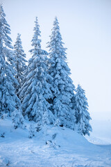 Spruce trees standing on a snow-covered hill, creating a stunning winter forest landscape with abundant fresh powder and a clear, frosty sky, evoking feelings of cold and tranquility