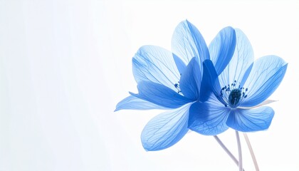 Translucent Blue Flower Blossom on White Background Elegant Delicate Floral Design Gentle Presentation.