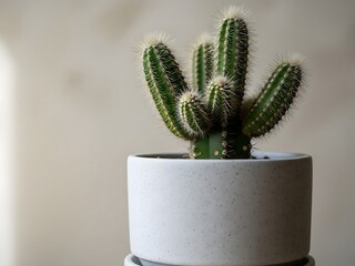 Green Cactus Plant in White Pot on Neutral Background