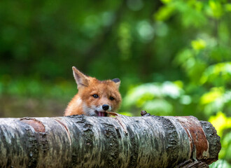 Obraz premium small cute red fox cub sits in the forest on a spring day and gnaws the bark on a birch tree