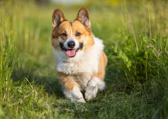 Cute corgi dog running through a sunny summer meadow on green grass