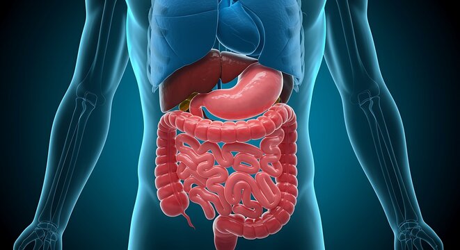 Human Anatomy Illustration Showing Digestive System Liver Lungs and Intestines