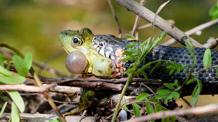 frog in the grass