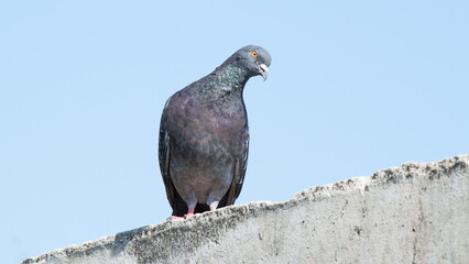 pigeon on a branch