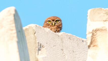 great horned owl
