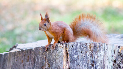 squirrel eating nut
