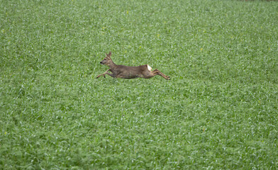 Eine Ricke im Feld mit Zwischenfrucht, ein weibliches Reh springt durch ein grünes Feld, Gras, auf der Flucht