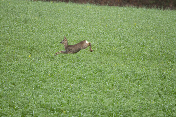 Eine Ricke im Feld mit Zwischenfrucht, ein weibliches Reh springt durch ein gr&uuml;nes Feld, Gras, auf der Flucht