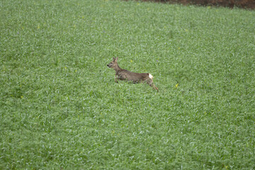 Eine Ricke im Feld mit Zwischenfrucht, ein weibliches Reh springt durch ein grünes Feld, Gras, auf der Flucht
