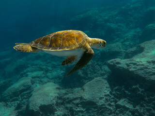 Fototapeta premium Green sea turtle from Cyprus