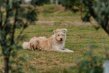 Happy, light-colored shaggy dog lying relaxed on the grass in a park, framed by blurred green foliage on a pleasant day.