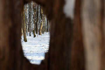 A winter forest landscape with snow-covered ground and tree trunks is visible through a blurred hole in a brown wooden fence. The composition creates an effect of perspective, framing, and mystery of
