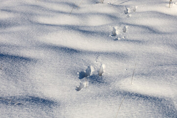 Clear tracks of a hare or rabbit lead across an uneven, snowy plain, illuminated by the winter sun. Deep blue shadows on the white cover emphasize the relief of nature and the quiet of the wild landsc © Олег Струс