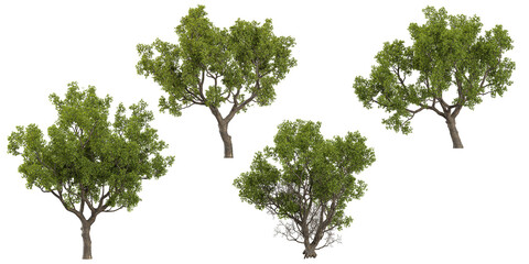 Collection of Quercus trees on transparent background