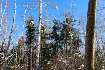 Tall trunks of birch and fir trees with caps of snow on their branches reach up to a bright-blue cloudless winter sky. The image of the forest on a sunny frosty day conveys freshness, cold beauty, and