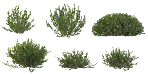 Fototapeta premium Collection of Rosemary tree on transparent background