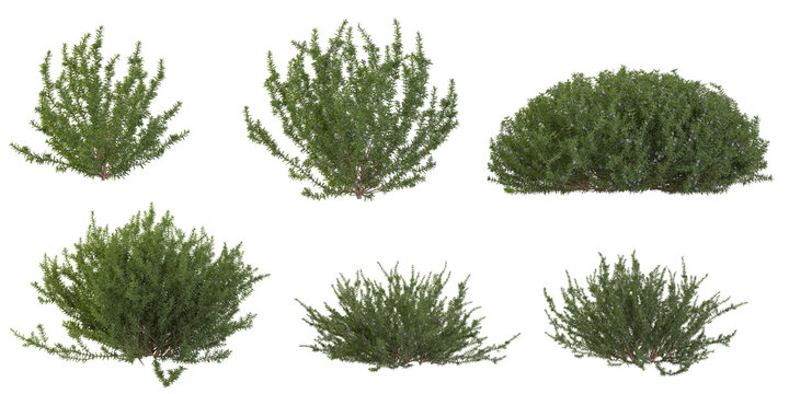 Collection of Rosemary tree on transparent background