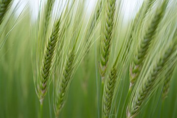 Close-up of Green Wheat Stalks in a Field
