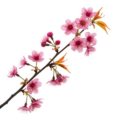Pink Cherry Blossoms on a Branch