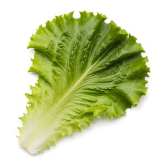 Single Green Lettuce Leaf Isolated on White Background