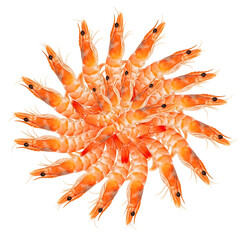 Circular Arrangement of Cooked Shrimp