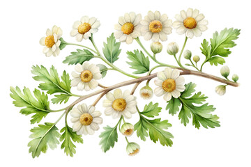 Beautiful watercolor illustration of a branch with delicate white chamomile flowers and fresh green leaves, perfect for spring and naturethemed designs, isolated on transparent background