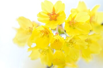 Vibrant Yellow Cherry Blossoms Close-Up, Spring Floral Bloom