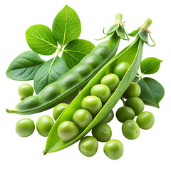 Fresh vibrant green peas spill from an open pod, alongside a closed whole pod and natural pea leaves, on a isolated white background. PNG