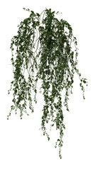 Lush Trailing Vines PNG Isolated Plant Element