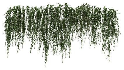 Wide Hanging Vine Canopy PNG Isolated Foliage © pixelpapu