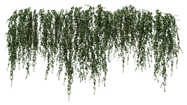 Wide Hanging Vine Canopy PNG Isolated Foliage