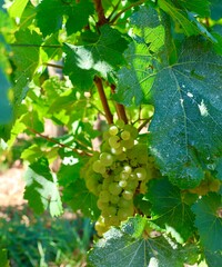 Grapes growing on a vine