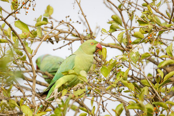 Halsbandsittiche auf einem Baum im Ranthambhore Nationalpark, Indien