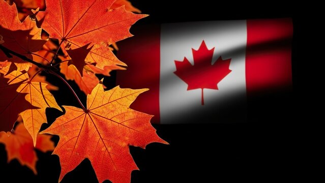 Autumn leaves and the Canadian flag: a patriotic view with vibrant maple foliage on a dark background.