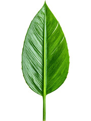 Obraz premium Large smooth tropical-style leaf with glossy surface, ideal for botanical compositions, organic backgrounds, packaging accents