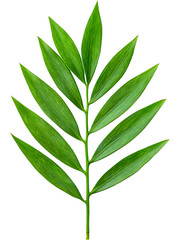 Bright segmented green leaf isolated on transparent background, perfect for eco designs, botanical compositions, natural accents, packaging layouts