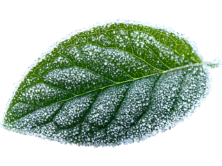 Blue-green frosted leaf displayed horizontally, isolated for icy-themed visuals, seasonal decorations, winter branding, atmospheric graphics