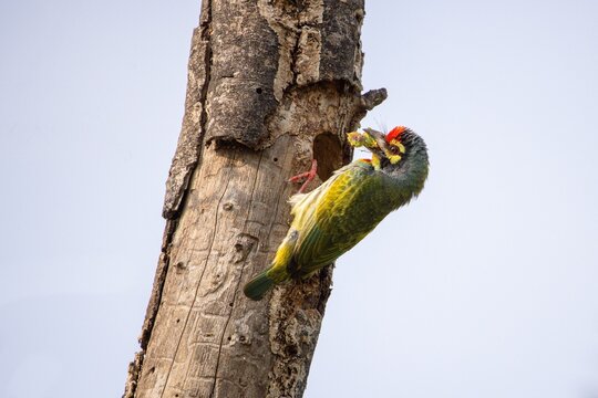 Kupferschmied-Bartvogel mit Futter f&uuml;r die Jungen