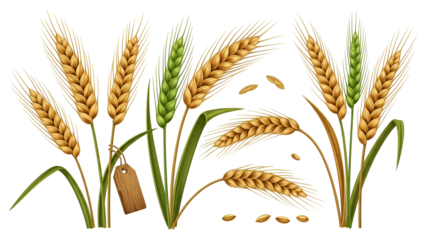 Golden wheat ears with green leaves isolated on transparent background, symbol of harvest and agriculture