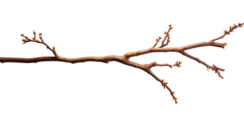 Fototapeta premium Long spring branch with buds stretches horizontally across white background, branch covered with tiny swelling blossoms suggests early garden season, delicate branch element for floral banner design