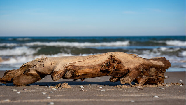 tronco en la playa arrastrado por la corriente