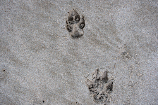 huellas de perro en la playa del Dossel, Valencia