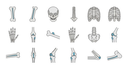 Human Bones Anatomy - Skull, Rib Cage, Spine, and Limbs.
